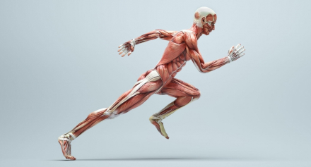 Image representing Bone and Joint Health: Maintaining A Strong Musculoskeletal System