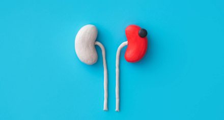 Image representing Living with Kidney Cancer