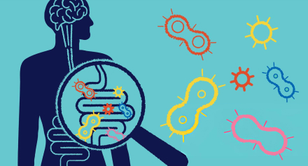 Image representing The Gut-Brain Connection: How Digestive Health Impacts Mental Wellbeing